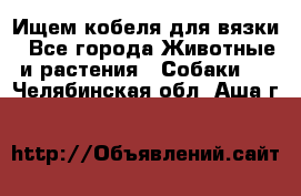 Ищем кобеля для вязки - Все города Животные и растения » Собаки   . Челябинская обл.,Аша г.